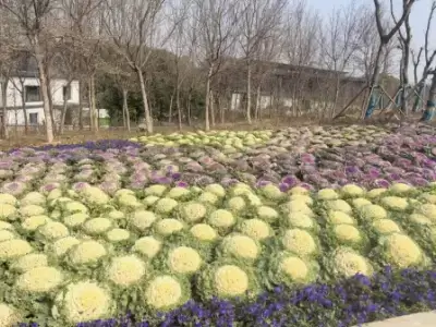 万博体育